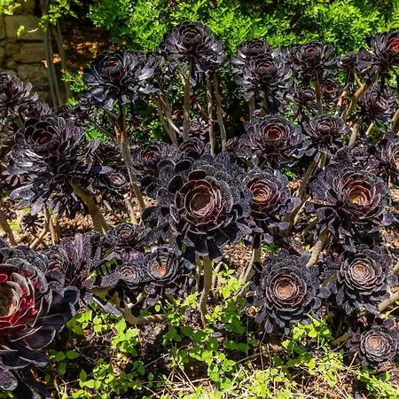 Finca Ses Figueres Villa